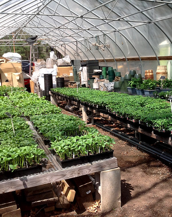 Duerr's Greenhouse - Merrimack Valley's Best Vegetable Plants
